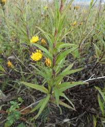 Attēlu rezultāti vaicājumam “Hieracium umbellatum”