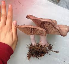 Attēlu rezultāti vaicājumam “Lepista nuda”