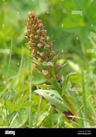 Attēlu rezultāti vaicājumam “Coeloglossum viride flower”