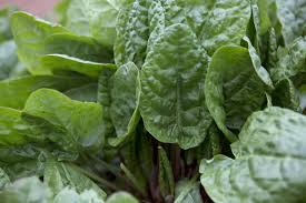 Attēlu rezultāti vaicājumam “Rumex acetosa”