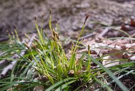 Attēlu rezultāti vaicājumam “Carex digitata leaf”