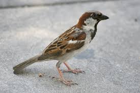 Image result for Passer domesticus