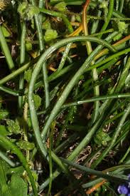 Attēlu rezultāti vaicājumam “Muscari botryoides”