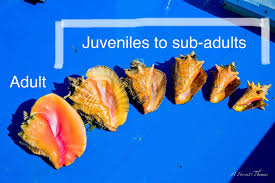 Image result for Aliger gigas