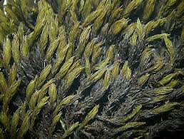 Attēlu rezultāti vaicājumam “Grimmia muehlenbeckii”