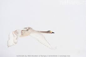 Attēlu rezultāti vaicājumam “Cygnus cygnus adult”