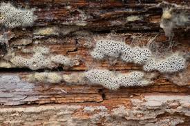 Attēlu rezultāti vaicājumam “Anomoporia bombycina”