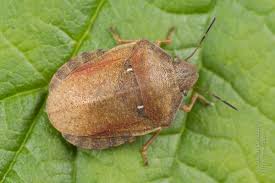 Attēlu rezultāti vaicājumam “Eurygaster testudinaria”