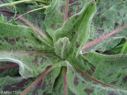 Attēlu rezultāti vaicājumam “Hypochaeris maculata”
