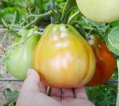 Afbeeldingsresultaat voor blushing yellow tomato