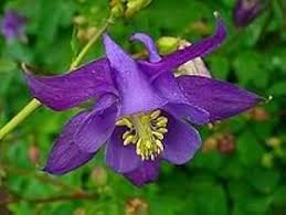 Image result for Aquilegia vulgaris