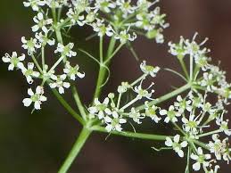 Attēlu rezultāti vaicājumam “Conioselinum tataricum”