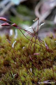 Attēlu rezultāti vaicājumam “Ceratodon purpureus sporophyte”
