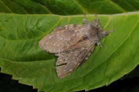 Attēlu rezultāti vaicājumam “Stauropus fagi”