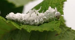 Attēlu rezultāti vaicājumam “Eriocampa ovata larva”