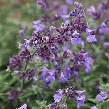 Attēlu rezultāti vaicājumam “Nepeta x faassenii”