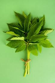 Attēlu rezultāti vaicājumam “Aegopodium podagraria leaf”