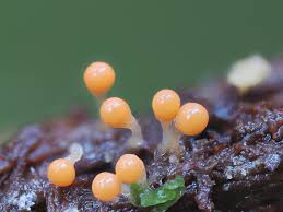 Attēlu rezultāti vaicājumam “Hemitrichia decipiens young”