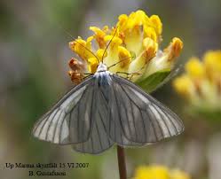 Attēlu rezultāti vaicājumam “Siona lineata”