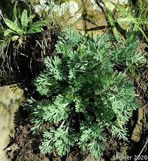 Attēlu rezultāti vaicājumam “Eschscholzia californica leaf”