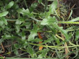 Image result for Dimorphotheca pluvialis