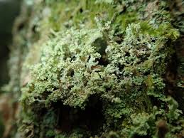 Attēlu rezultāti vaicājumam “Cladonia ramulosa”