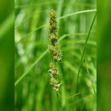 Attēlu rezultāti vaicājumam “Carex globularis flower”