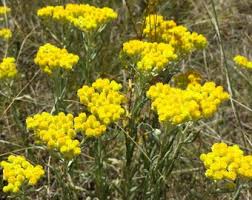 Attēlu rezultāti vaicājumam “Helichrysum arenarium bud”