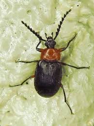 Attēlu rezultāti vaicājumam “Isomira murina”