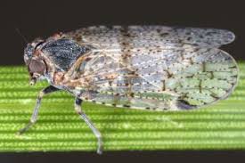 Attēlu rezultāti vaicājumam “Cixiidae”