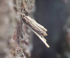 Attēlu rezultāti vaicājumam “Psyche casta larva”