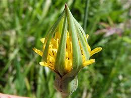 Image result for Tragopogon pratensis