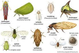 Attēlu rezultāti vaicājumam “Auchenorrhyncha”