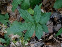 Attēlu rezultāti vaicājumam “Cardamine bulbifera leaf”