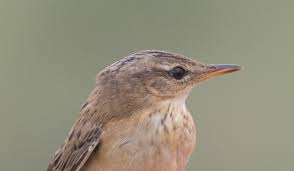 Image result for Locustella certhiola