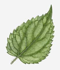 Attēlu rezultāti vaicājumam “Urtica dioica leaf”