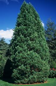 Attēlu rezultāti vaicājumam “Pinus cembra”