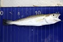 Image result for Merlangius merlangus