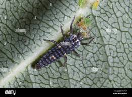 Attēlu rezultāti vaicājumam “Adalia bipunctata larva”