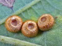 Attēlu rezultāti vaicājumam “Neuroterus albipes”