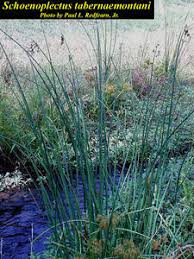 Attēlu rezultāti vaicājumam “Schoenoplectus lacustris subsp. glaucus”