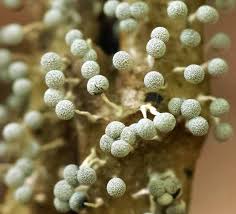 Attēlu rezultāti vaicājumam “Physarum bitectum”