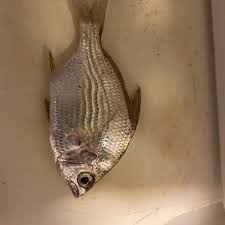 Image result for Eugerres plumieri