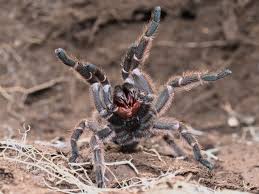 Attēlu rezultāti vaicājumam “Aphodius subterraneus imago”