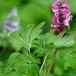 Attēlu rezultāti vaicājumam “Corydalis cava leaf”