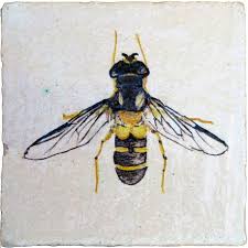 Attēlu rezultāti vaicājumam “Leucozona glaucia”