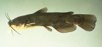 Image result for Ameiurus catus