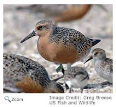 Attēlu rezultāti vaicājumam “Calidris canutus adult”