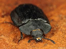 Attēlu rezultāti vaicājumam “Peltis grossa”