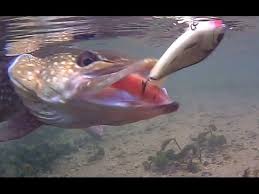 Image result for Salmo pellegrini